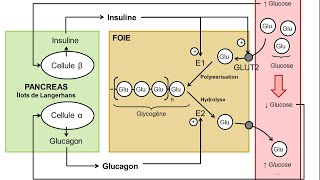 eSVT La régulation de la glycémie par le foie et le pancréas [upl. by Bille]