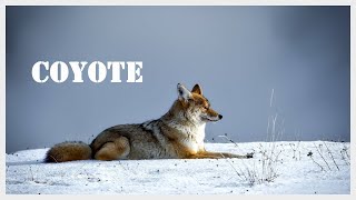 Coyote sounds at night Coyote call in North Carolina [upl. by Yadsendew]