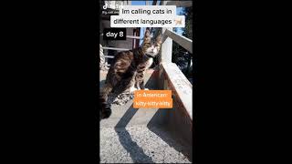 MY STARDENBURDENHARDENBART COMPILATION Cat Calling in different languages German always works [upl. by Legnaros]