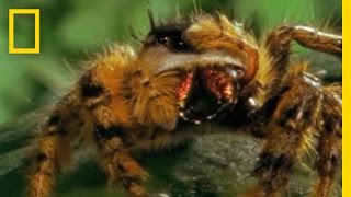 Bee vs Jumping Spider  National Geographic [upl. by Kyriako]