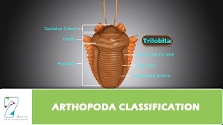 ARTHOPODA CLASSIFICATION [upl. by Ynnos]