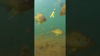 Underwater Fishing Footage Panfish Perch Bass capecod fishing gopro fish underwaterfootage [upl. by Yelloh]