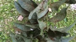 Broad bean rust  fungal disease [upl. by Carbone]