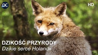 Dzikość przyrody  Dzikie serce Holandii  Film dokumentalny  Film przyrodniczy po polsku  HD [upl. by Danziger]