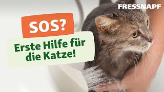 Erste Hilfe bei Katzen [upl. by Amleht673]