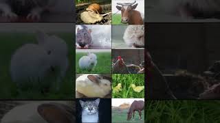 Can You Guess Which Animal Has the LOUDEST Farts [upl. by Ennaylil]