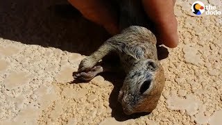 Guy Saves Prairie Dog From Pool  The Dodo [upl. by Delanty59]