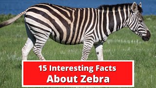 15 Interesting Facts About Zebra  Global Facts [upl. by Willabella]