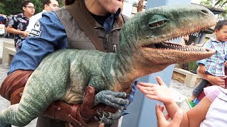 Raptor Encounter with Blue and Baby Tango in Jurassic World at Universal Studios Hollywood [upl. by Amalbergas]