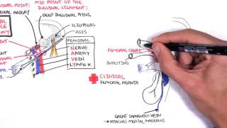 Clinical Anatomy  Lower Limb Bones Inguinal ligament Hip Knee and ankle Joints [upl. by Olympium]