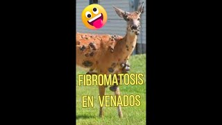 Fibromatosis en Venados [upl. by Ahsenat]