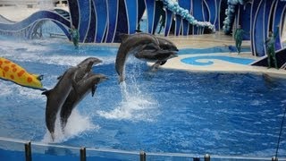 Spectacular dolphin show with perfect picture part 1  Show de golfinhos com imagem perfeita [upl. by Allegna]