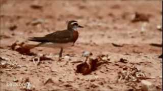 Caspian Plover  Charadrius asiaticus  חופמי אסיה [upl. by Aivalf263]