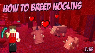 How to Breed Hoglins in Minecraft [upl. by Mchenry]