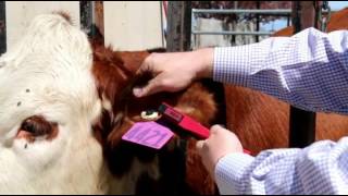 How to Apply Identification Ear Tags [upl. by Aidnic644]