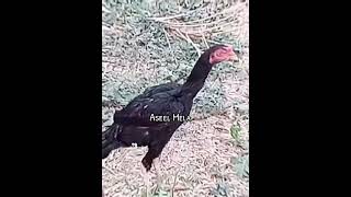 Aseel murga TikTok  aseel murga fight  short feed  Aseel mela [upl. by Adnilg]