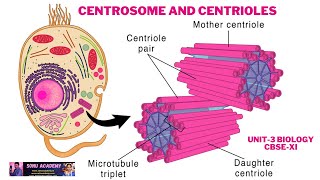 Centrosome and Centrioles  Cell Structure And Functions  Unit3  Biology  CBSE NEET [upl. by Tenom49]