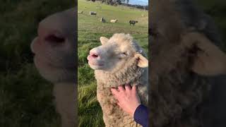 The cutest sheep video ever  Babybelle [upl. by Yerbua]