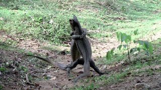 A rear scene of a Iguana vs Iguana fight  Best moment of wild animal fight  Animaux fight [upl. by Burch]