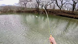 Fly Fishing the Guadalupe River for Texas Rainbow Trout in 4K [upl. by Ceil630]