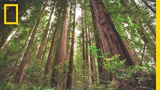 Experience the Magic of Redwood National Park  Short Film Showcase [upl. by Naffets]