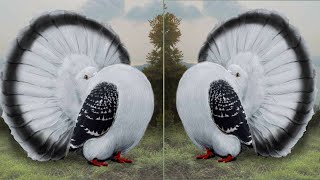 Top 10 Most Beautiful American Fantail Pigeons  Fantail Pigeon Exhibition Show 2020 By NPAB [upl. by Enaffit909]