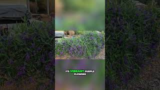 Attract Wildlife to Your Garden with Purple Coral Pea [upl. by Etta]