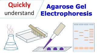 Agarose gel electrophoresis [upl. by Ayikur494]