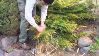 Tip Pruning a Juniper [upl. by Damita]