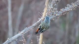 Nature video A Spotted Pardalote Pardalotus punctatus gathers nesting material for its nest [upl. by Dlareme]