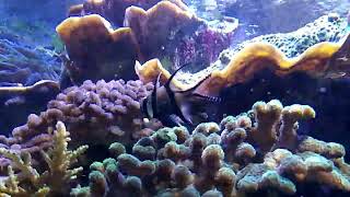 Banggai Cardinalfish Eating in Aquarium [upl. by Ledba860]