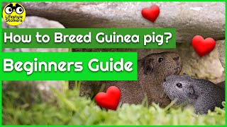 How to Breed Guinea Pigs Beginner [upl. by Clem681]