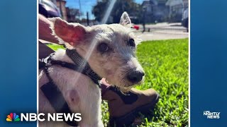 Escaping dog brings New Orleans community together [upl. by Kuska4]