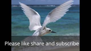 POHNPEI GOSPEL V please LIKE amp SUBSCRIBE thank you [upl. by Drareg]