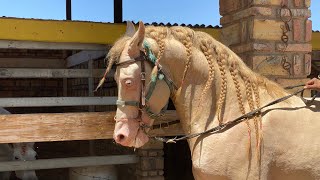 En este rancho están los Mejores Caballos [upl. by Irene]