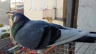 Pigeon singing 3 [upl. by Jessen]