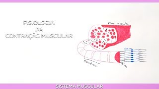 Fisiologia da Contração Muscular [upl. by Immak956]