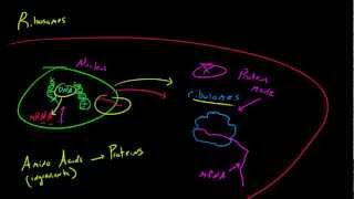 Biology Lecture  21  Ribosomes [upl. by Erdnassak]