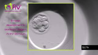 Thawing an embryo in the lab  Care Fertility [upl. by Esylle]