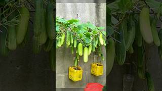 No Yard No Problem Grow Cucumbers ANYWHERE [upl. by Uile]