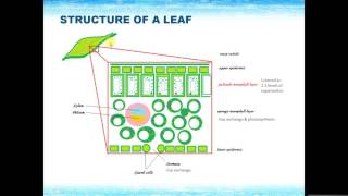 IGCSE BIOLOGY REVISION  Syllabus 6 Plant nutrition [upl. by Edbert88]