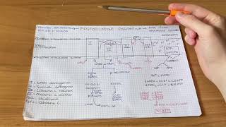 Fosforilazione Ossidativa Semplificata  Biochimica [upl. by Atinev272]