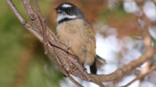 Peaceful and Relaxing Birdsong  12 hours of New Zealand Birdsong [upl. by Neufer]