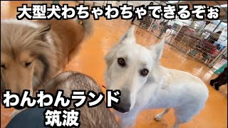 大型犬と触れ合いたいならここに行こう【つくばわんわんランド】GPRum [upl. by Wini]