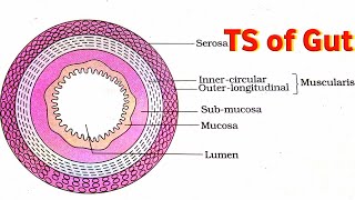 TS of GutAlimentary Canal Digestion and Absorption [upl. by Prudy]