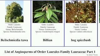 List of Angiosperms of Order Laurales Family Lauraceae Part 1 cinnamomum actinodaphne cassytha bay [upl. by Elysee]