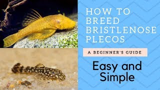 How to Breed Bristlenose Catfish Plecos [upl. by Anitsirt]