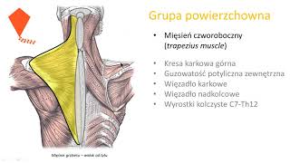 Mięśnie grzbietu wstęp [upl. by Nitnerb]