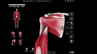 Supraspinatus  bovendoornspier [upl. by Suzy]