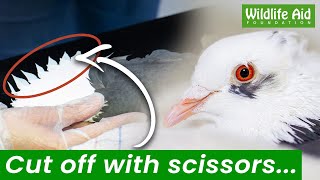 Pigeon given brand new wings after horrific act of cruelty [upl. by Neeroc]